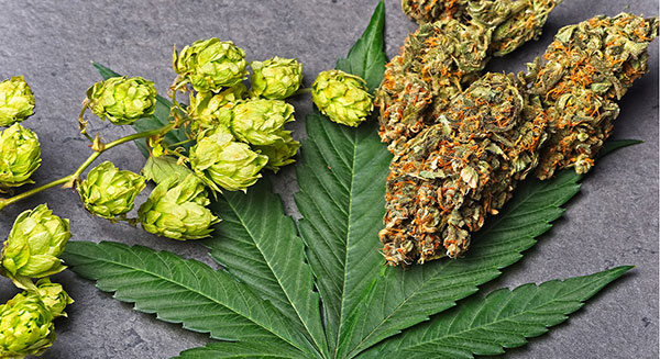 Top Humulene Cannabis Strains in 2023