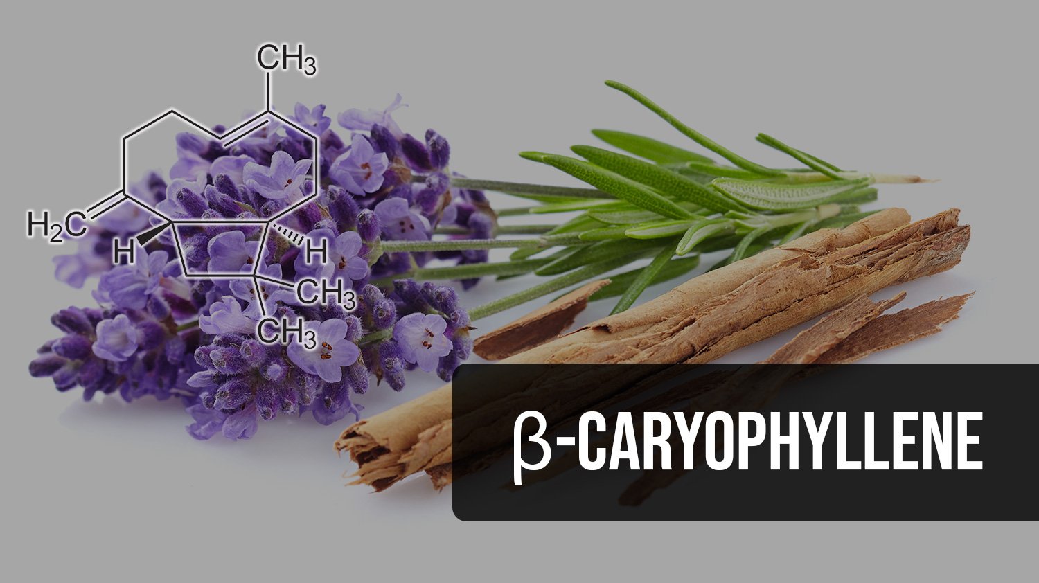 Top Beta Caryophyllene Cannabis Strains in 2023 - 2024