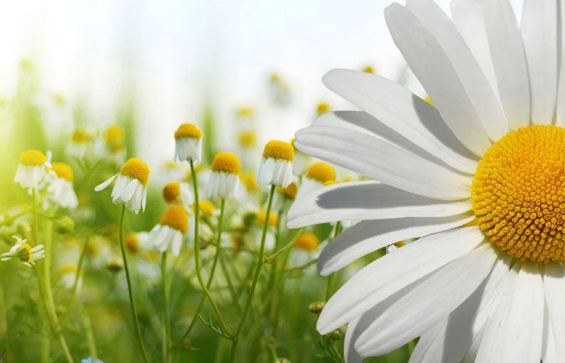 Top Alpha Bisabolol Cannabis Strains in 2023 - 2024