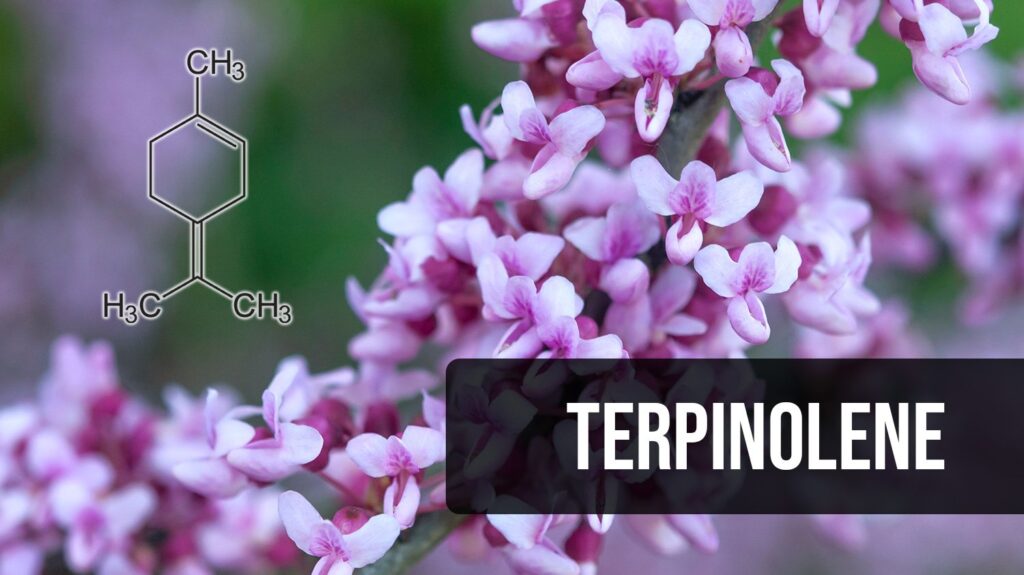 Top Terpinolene Cannabis Strains in 2023 - 2024