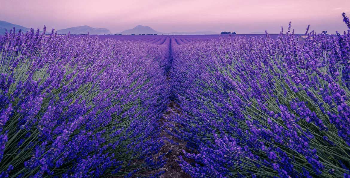 Top Linalool Cannabis Strains in 2023 – 2024