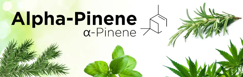 Cannabis, Terpenes, Cannabinoids and terpenes, alpha pinene, alpha pinene effects, alpha pinene terpene effects