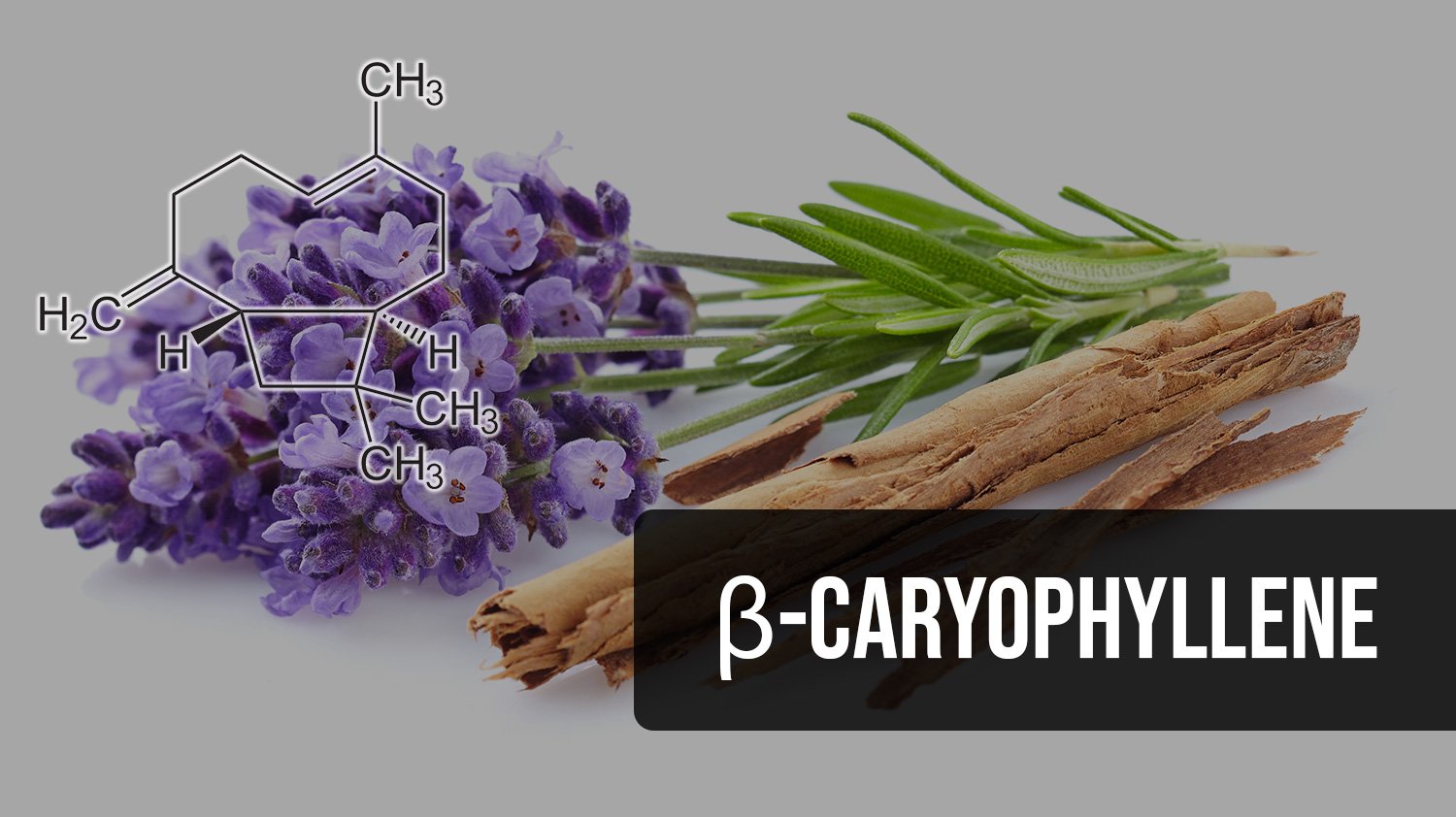 Top Beta Caryophyllene Cannabis Strains in 2023 – 2024