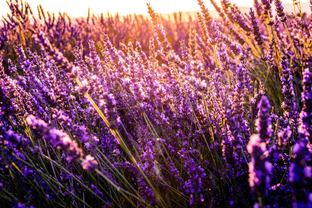 Cannabis Terpenes Linalool Terpene Effects top cannabis strains with linalool