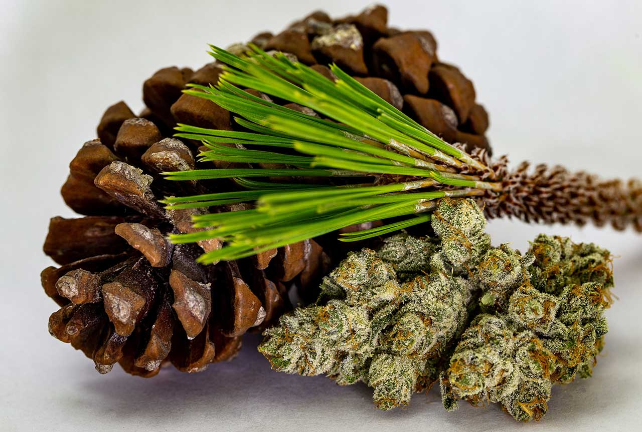 Top Beta Pinene Cannabis Strains in 2023 – 2024